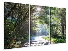 Laden Sie das Bild in den Galerie-Viewer, Leinwandbild 3-teilig Sonniger Waldweg