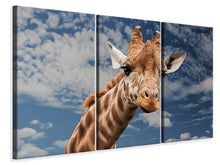 Laden Sie das Bild in den Galerie-Viewer, Leinwandbild 3-teilig Achtung Giraffe!
