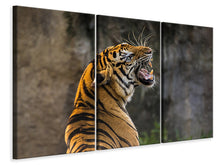 Laden Sie das Bild in den Galerie-Viewer, Leinwandbild 3-teilig Achtung Tiger