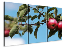 Laden Sie das Bild in den Galerie-Viewer, Leinwandbild 3-teilig Apfel am Baum