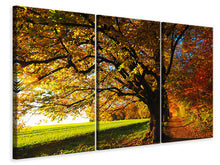 Laden Sie das Bild in den Galerie-Viewer, Leinwandbild 3-teilig Bäume im Herbst