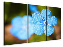 Laden Sie das Bild in den Galerie-Viewer, Leinwandbild 3-teilig Blaue Blume mit Morgentau