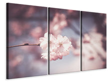 Laden Sie das Bild in den Galerie-Viewer, Leinwandbild 3-teilig Blüte XL