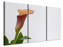 Laden Sie das Bild in den Galerie-Viewer, Leinwandbild 3-teilig Calla in XL
