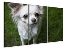 Laden Sie das Bild in den Galerie-Viewer, Leinwandbild 3-teilig Chihuahua Blick