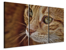 Laden Sie das Bild in den Galerie-Viewer, Leinwandbild 3-teilig Close up Katzenkopf