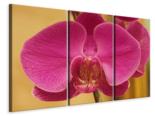 Laden Sie das Bild in den Galerie-Viewer, Leinwandbild 3-teilig Close up Orchidee in pink