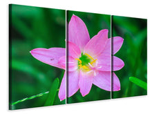 Laden Sie das Bild in den Galerie-Viewer, Leinwandbild 3-teilig Close up rosa Blüte