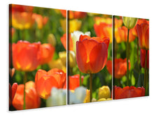 Laden Sie das Bild in den Galerie-Viewer, Leinwandbild 3-teilig Close up Tulpenfeld