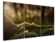 Laden Sie das Bild in den Galerie-Viewer, Leinwandbild 3-teilig Das Moos