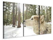 Laden Sie das Bild in den Galerie-Viewer, Leinwandbild 3-teilig Der Alaskan Malamute