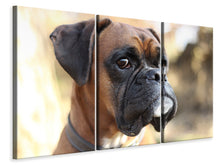 Laden Sie das Bild in den Galerie-Viewer, Leinwandbild 3-teilig Der Boxer Blick