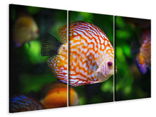 Laden Sie das Bild in den Galerie-Viewer, Leinwandbild 3-teilig Der Diskus Fisch