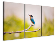 Laden Sie das Bild in den Galerie-Viewer, Leinwandbild 3-teilig Der Eisvogel