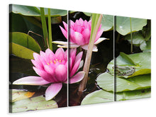 Laden Sie das Bild in den Galerie-Viewer, Leinwandbild 3-teilig Der Frosch im Schutz der Seerosen