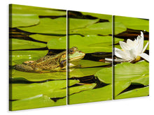 Laden Sie das Bild in den Galerie-Viewer, Leinwandbild 3-teilig Der Frosch und die Seerose