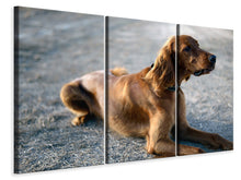 Laden Sie das Bild in den Galerie-Viewer, Leinwandbild 3-teilig Der Irish Setter