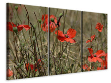 Laden Sie das Bild in den Galerie-Viewer, Leinwandbild 3-teilig Der Klatschmohn in der Natur