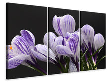 Laden Sie das Bild in den Galerie-Viewer, Leinwandbild 3-teilig Der Krokus