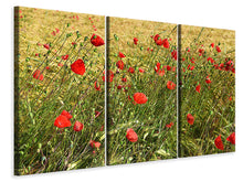 Laden Sie das Bild in den Galerie-Viewer, Leinwandbild 3-teilig Der Mohn im Wind