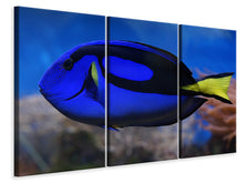 Laden Sie das Bild in den Galerie-Viewer, Leinwandbild 3-teilig Der Paletten-Doktorfisch