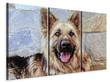 Laden Sie das Bild in den Galerie-Viewer, Leinwandbild 3-teilig Der Schäferhund