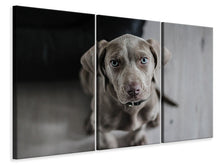 Laden Sie das Bild in den Galerie-Viewer, Leinwandbild 3-teilig Der Weimaraner
