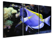 Laden Sie das Bild in den Galerie-Viewer, Leinwandbild 3-teilig Der Weisskehl Doktorfisch