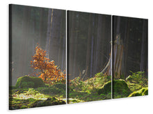 Laden Sie das Bild in den Galerie-Viewer, Leinwandbild 3-teilig Der Zauber im Wald