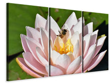 Laden Sie das Bild in den Galerie-Viewer, Leinwandbild 3-teilig Die Biene auf der Seerose