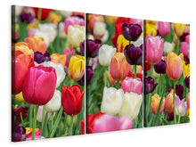 Laden Sie das Bild in den Galerie-Viewer, Leinwandbild 3-teilig Die Farben der Tulpen