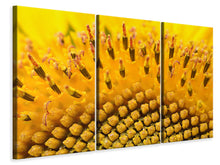 Laden Sie das Bild in den Galerie-Viewer, Leinwandbild 3-teilig Die Knospen der Sonnenblume in XXL