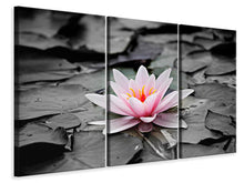 Laden Sie das Bild in den Galerie-Viewer, Leinwandbild 3-teilig Die Kunst der Seerose