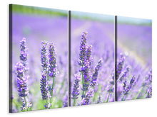 Laden Sie das Bild in den Galerie-Viewer, Leinwandbild 3-teilig Die Lavendelblüte