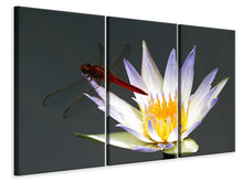 Laden Sie das Bild in den Galerie-Viewer, Leinwandbild 3-teilig Die Libelle auf der Blüte