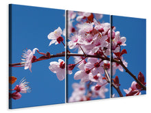 Laden Sie das Bild in den Galerie-Viewer, Leinwandbild 3-teilig Die Mandelblüte