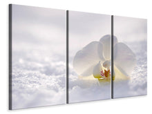 Laden Sie das Bild in den Galerie-Viewer, Leinwandbild 3-teilig Die Orchideen Blüte