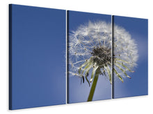 Laden Sie das Bild in den Galerie-Viewer, Leinwandbild 3-teilig Die Pusteblume in XXL