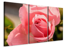 Laden Sie das Bild in den Galerie-Viewer, Leinwandbild 3-teilig Die Rose in rosa