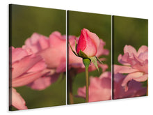 Laden Sie das Bild in den Galerie-Viewer, Leinwandbild 3-teilig Die Rosenknospe