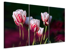 Laden Sie das Bild in den Galerie-Viewer, Leinwandbild 3-teilig Die Schönheit der Tulpen
