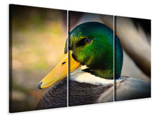Laden Sie das Bild in den Galerie-Viewer, Leinwandbild 3-teilig Die Stockente