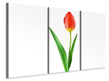 Laden Sie das Bild in den Galerie-Viewer, Leinwandbild 3-teilig Die stolze Tulpe