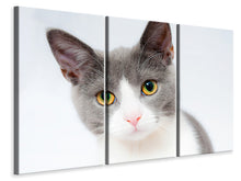 Laden Sie das Bild in den Galerie-Viewer, Leinwandbild 3-teilig Edle Katze