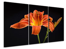 Laden Sie das Bild in den Galerie-Viewer, Leinwandbild 3-teilig Eine Lilien Blüte in orange