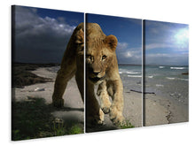 Laden Sie das Bild in den Galerie-Viewer, Leinwandbild 3-teilig Eine Löwin am Strand