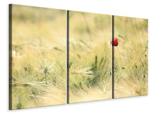 Laden Sie das Bild in den Galerie-Viewer, Leinwandbild 3-teilig Eine Mohnblume