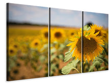 Laden Sie das Bild in den Galerie-Viewer, Leinwandbild 3-teilig Eine Sonnenblume im Feld