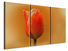 Laden Sie das Bild in den Galerie-Viewer, Leinwandbild 3-teilig Eine Tulpe im Morgentau