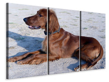 Laden Sie das Bild in den Galerie-Viewer, Leinwandbild 3-teilig Eleganter Irish Setter